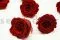 Preserved Rose L Dark Red (x8) 5