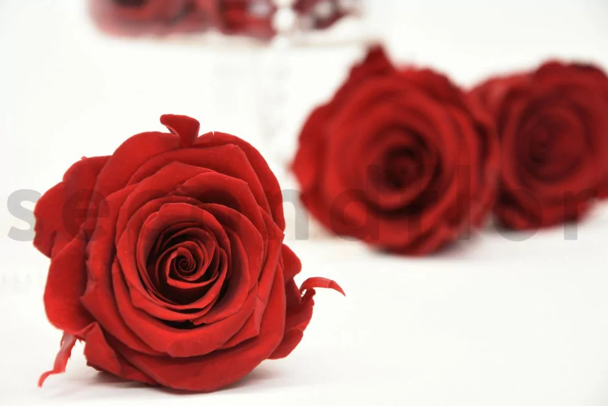 Rosa preservada L Rojo Oscuro (x8)