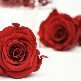 Rosa preservada L Rojo Oscuro (x8)