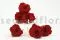 Preserved Rose L Dark Red (x8) 8