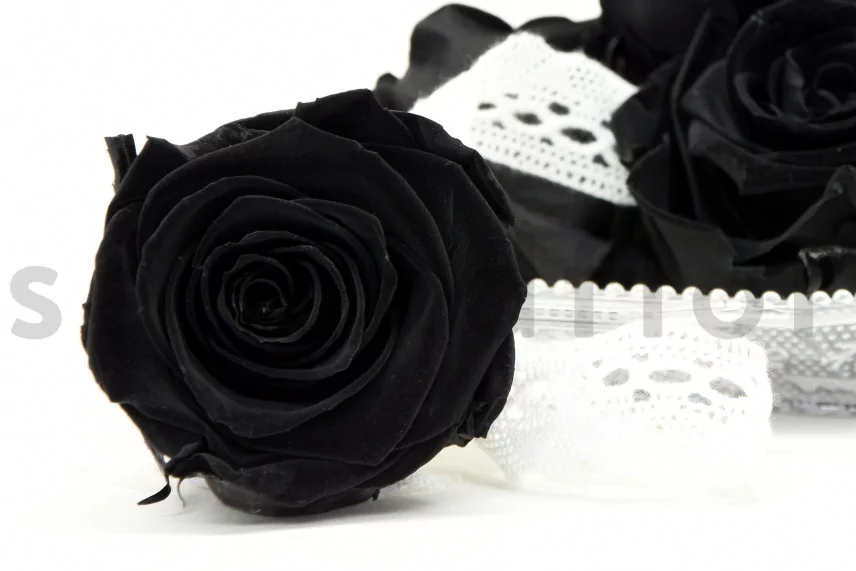 Rose stabilis&eacute;e XL Noir (x6)