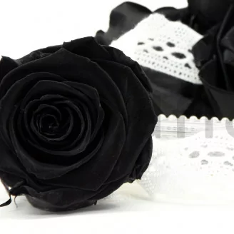Preserved Rose XL Black (x6)