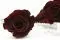 Rosa preservada XL Burdeos (x6) 1