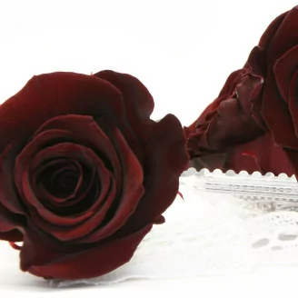 Rose stabilis&eacute;e XL Bordeaux (x6)