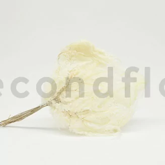 Preserved Mountain Fern Large White