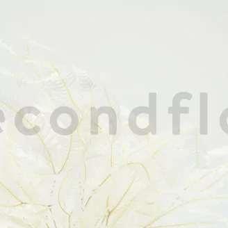 Preserved Mountain Fern Large White