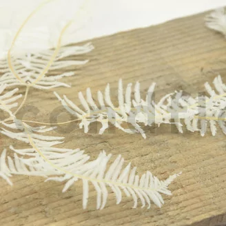 Preserved Mountain Fern Large White