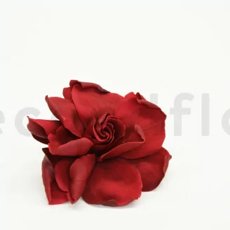 Preserved Gardenia Burgundy (x3)