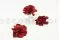 Preserved Gardenia Burgundy (x3) 4