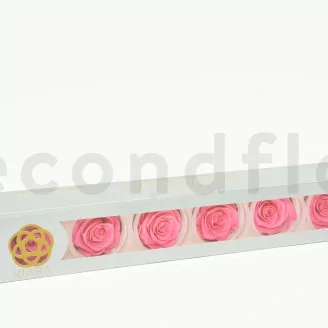 Preserved Rose XL Baby Pink (x6)