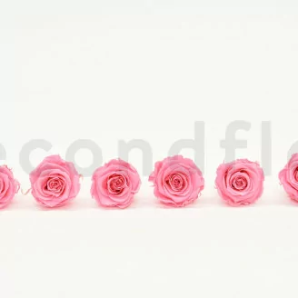 Rose stabilis&eacute;e XL Baby Pink (x6)