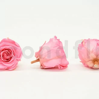 Rose stabilis&eacute;e XL Baby Pink (x6)