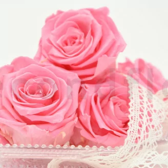 Rose stabilis&eacute;e XL Baby Pink (x6)