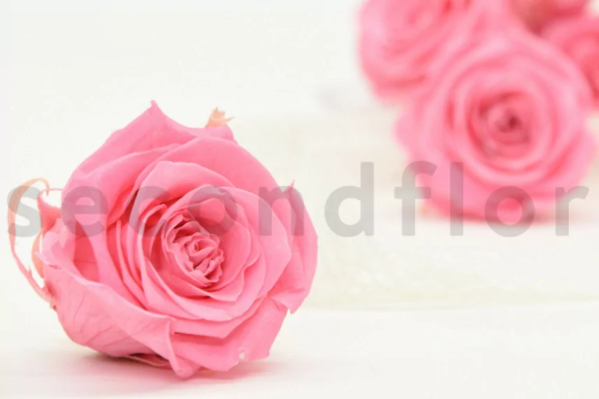 Rosa stabilizzata XL Baby Pink (x6)