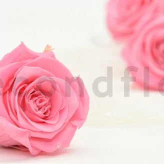 Preserved Rose XL Baby Pink (x6)