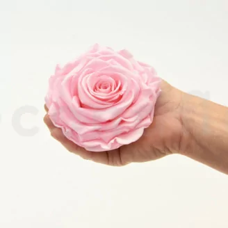 Konservierte Rose XXL Rosa