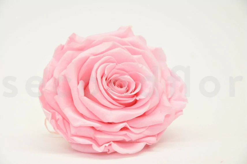 Rosa stabilizzata XXL Rosa