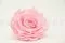 Konservierte Rose XXL Rosa 1