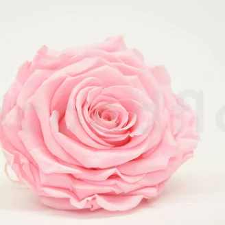 Rose stabilis&eacute;e XXL Rose