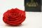 Preserved XXL Rose Red 4