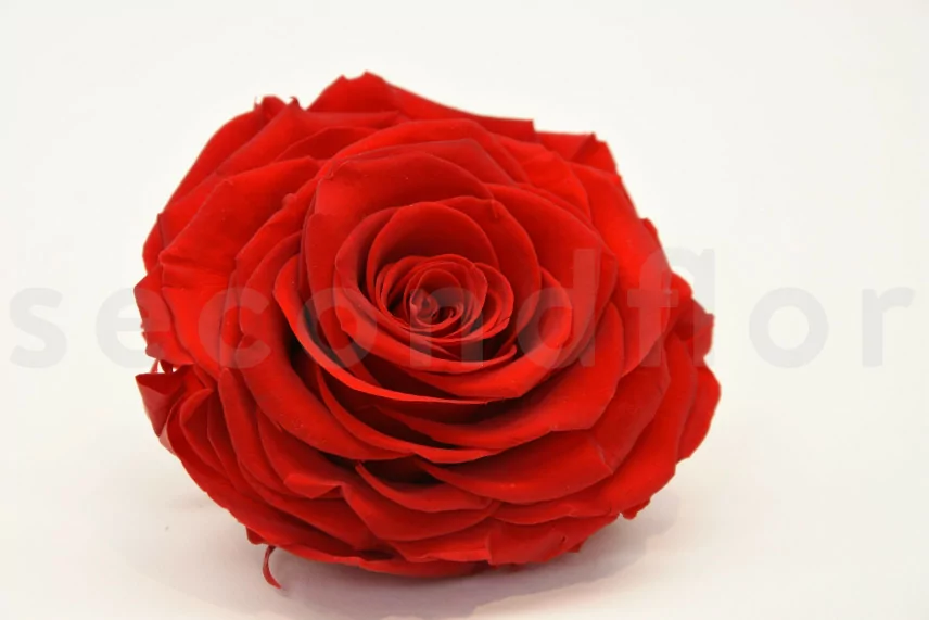Rose stabilis&eacute;e XXL Rouge