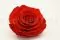 Rosa preservada XXL Rojo 1