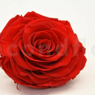 Preserved XXL Rose Red