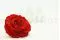Preserved XXL Rose Red 5