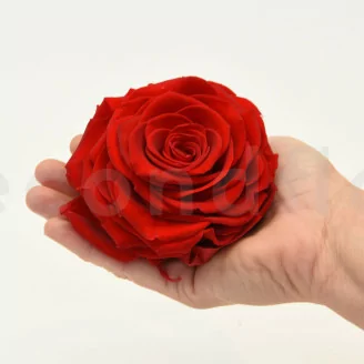 Rose stabilis&eacute;e XXL Rouge