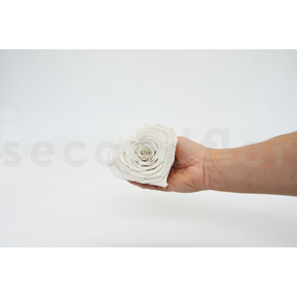 Stabilized Heart Rose Roseamor Xxl Box Of 1 Natural White Stabilized Heart Rose Roseamor Xxl Box Of 1 Natural White