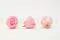 Konservierte Rose XL Bridal Pink (x6) 6
