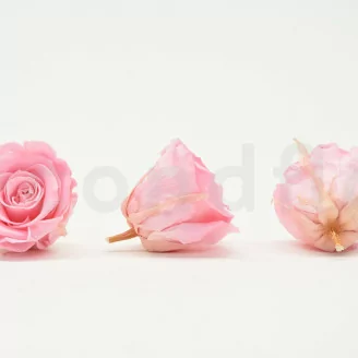 Rosa stabilizzata XL Bridal Pink (x6)