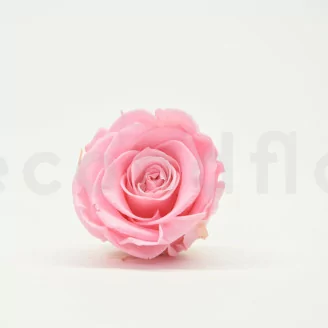 Rose stabilis&eacute;e XL Bridal Pink (x6)