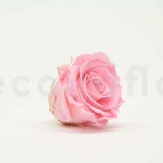 Rose stabilis&eacute;e XL Bridal Pink (x6)