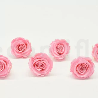 Rosa stabilizzata XL Bridal Pink (x6)