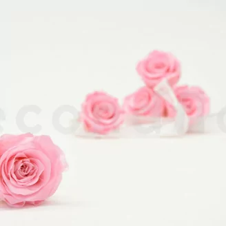 Rosa preservada XL Bridal Pink (x6)