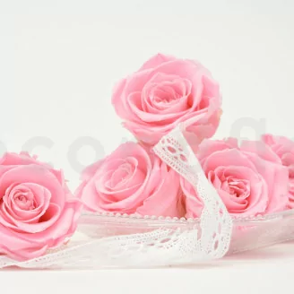 Rosa stabilizzata XL Bridal Pink (x6)