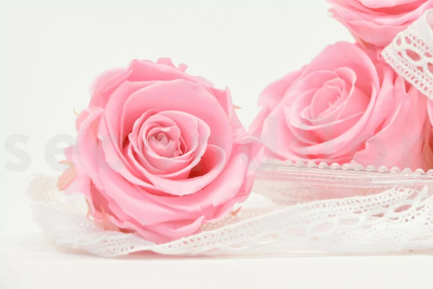 Rosa preservada XL Bridal Pink (x6)
