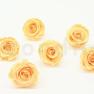Preserved Rose XL Peach (x6)