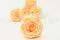 Rosa stabilizzata XL Pesca (x6) 3