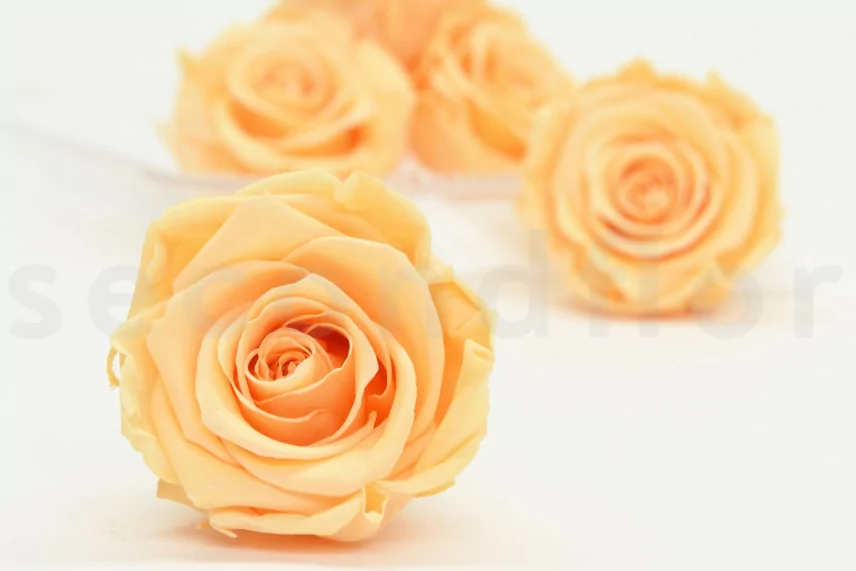 Rose stabilis&eacute;e XL P&ecirc;che (x6)
