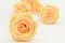 Rose stabilis&eacute;e XL P&ecirc;che (x6) 1