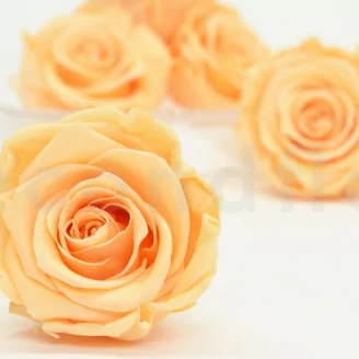 Rose stabilis&eacute;e XL P&ecirc;che (x6)