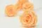 Rosa stabilizzata XL Pesca (x6) 5
