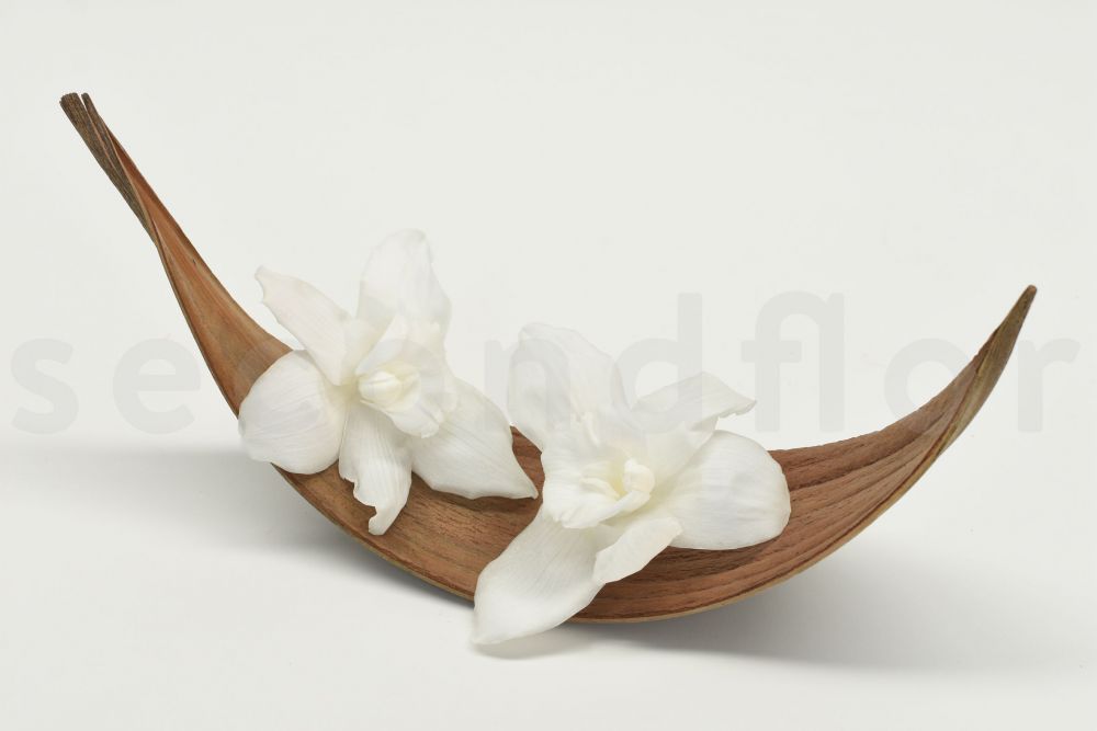 Orquídea Cymbidium Estabilizada - Caja de 3 - Blanca