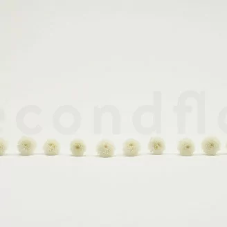 Crisantemo Ping Pong stabilizzato Bianco (x12)