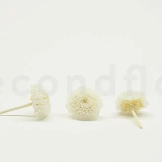 Chrysanth&egrave;me Ping Pong stabilis&eacute; Blanc (x12)