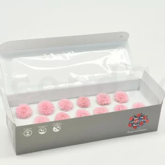 Konservierte Chrysantheme Ping Pong Rosa (x12)