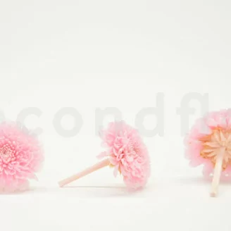 Chrysanth&egrave;me Ping Pong stabilis&eacute; Rose (x12)