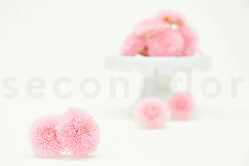 Crisantemo Ping Pong stabilizzato Rosa (x12)
